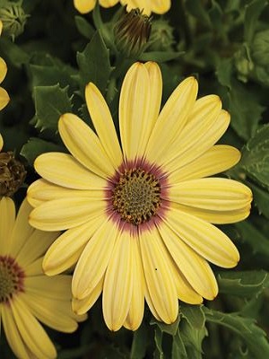 Osteospermum - Tradewinds Yellow